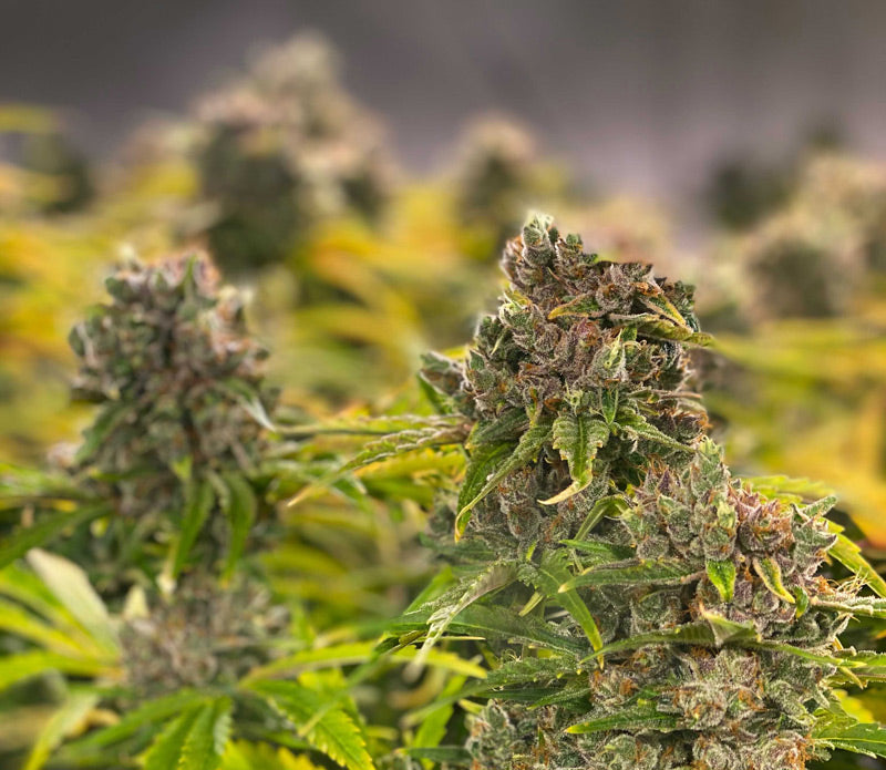 THCA FLOWER CHOCOLOPE HALF OUCNE