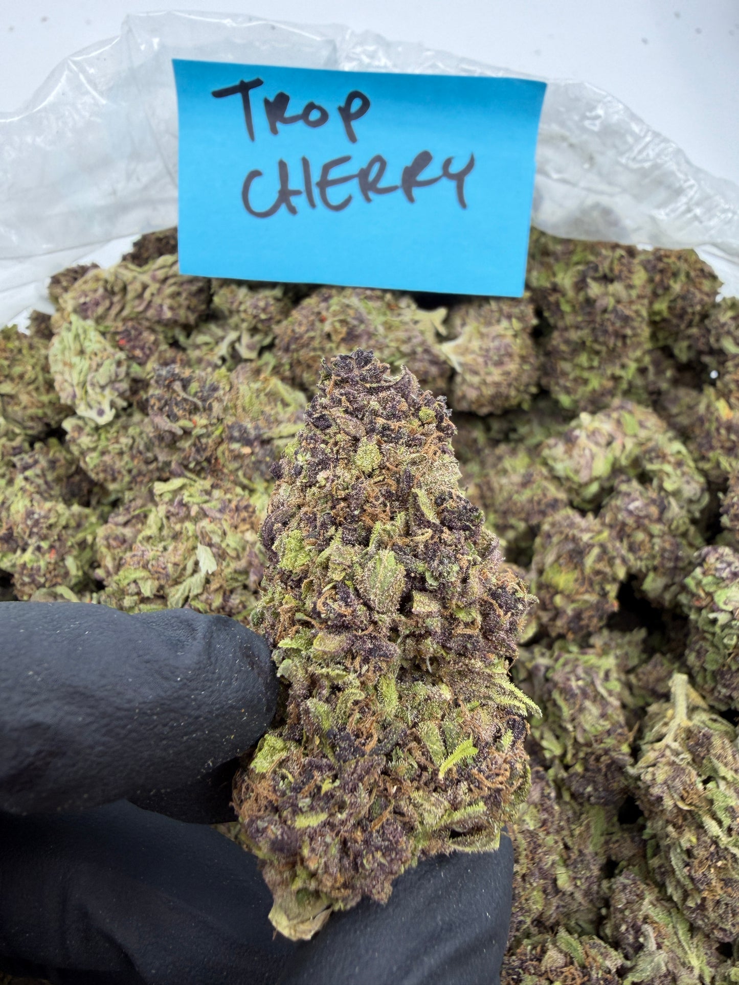 Light Dep Pounds $549