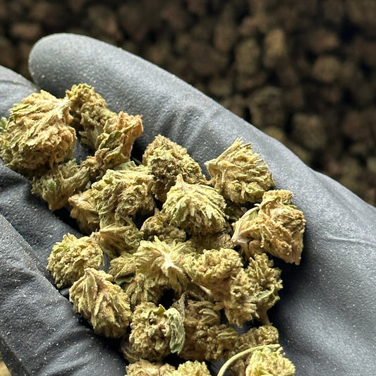 THCA FLOWER  MYSTERY MINI NUG OUNCE