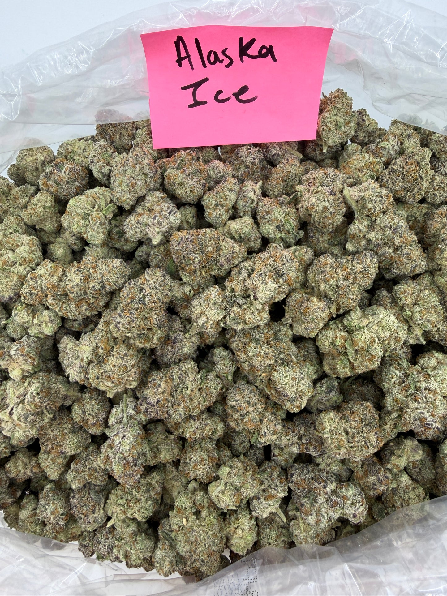 Exotic indoor pounds $999