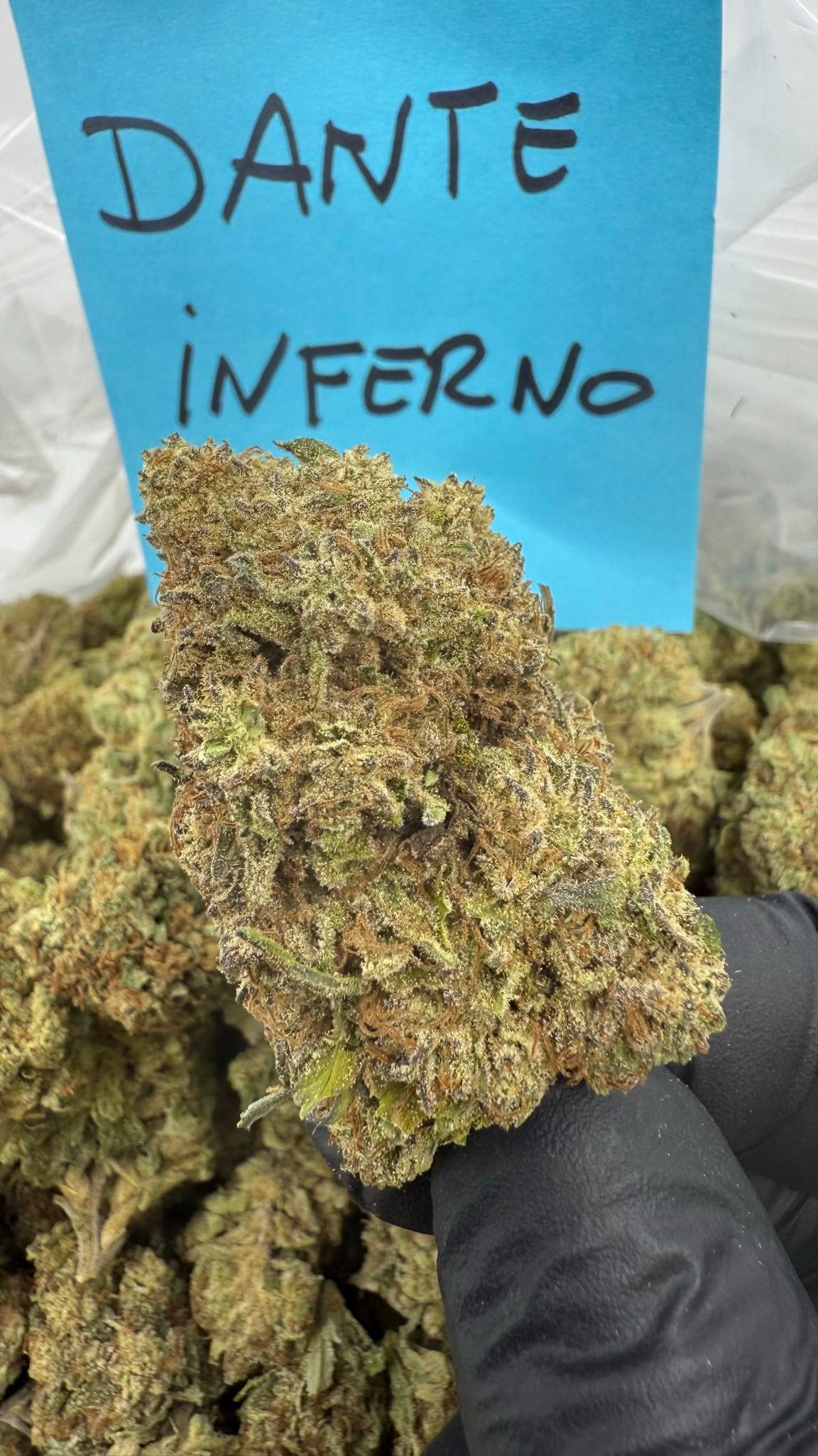 Exotic tier three Deps 400